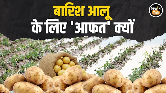 rain effect on potato