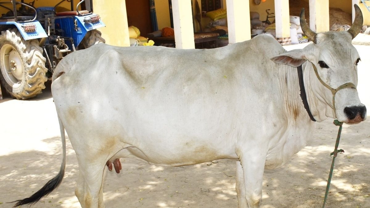 Rohilkhandi Cow