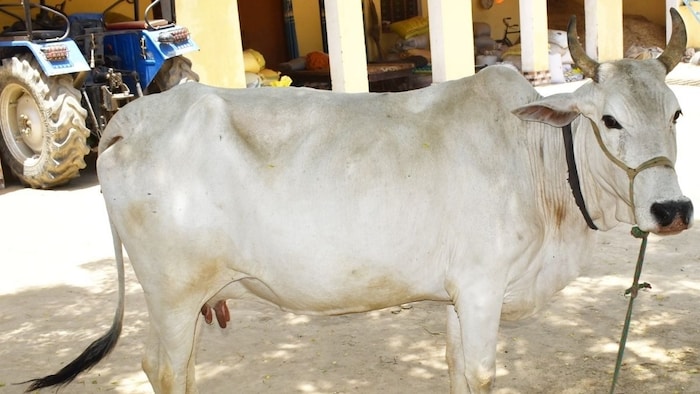 Rohilkhandi Cow
