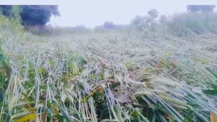 रबी फसलों को पहुंचा नुकसान