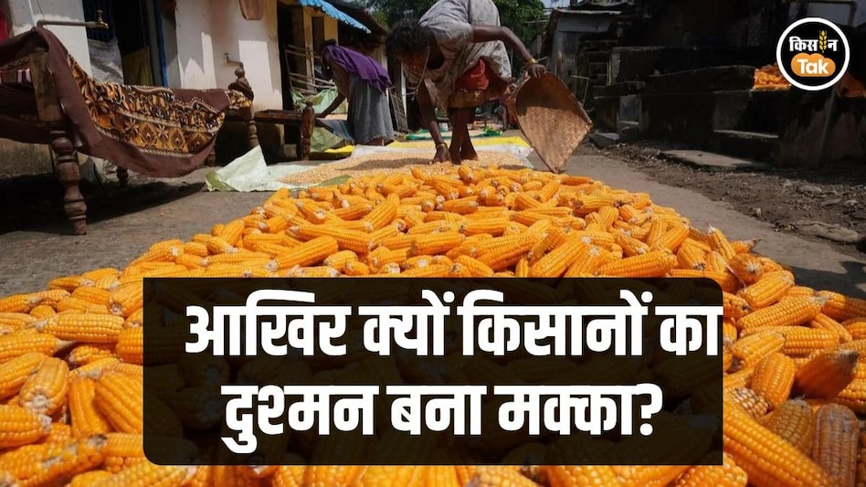 Economic Survey: न तो धान से दूर हो पा रहे और न ही मक्का वाले इथेनॉल से हो रही कमाई, आखिर क्यों Economic Survey: न तो धान से दूर हो पा रहे और न ही मक्का वाले इथेनॉल से हो रही कमाई, आखिर क्यों