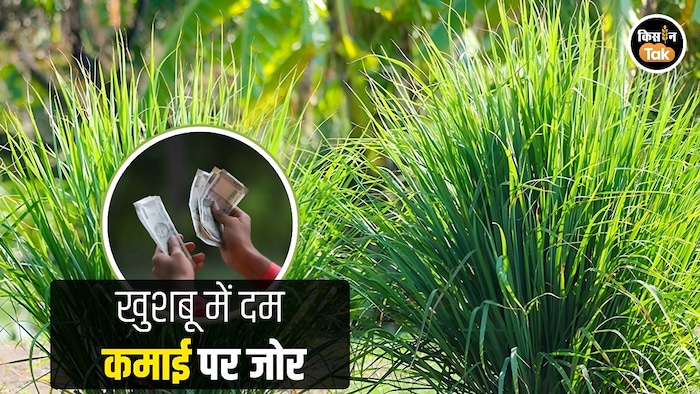 lemon grass new variety