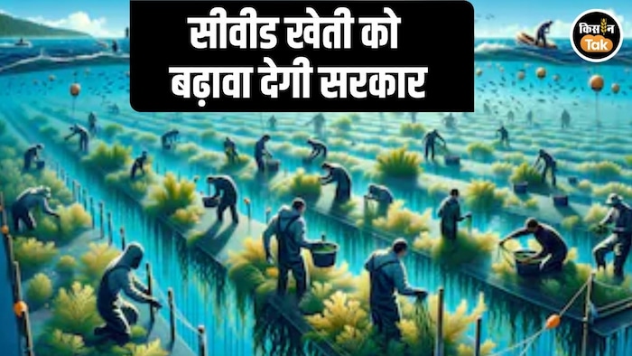 Seaweed Farming India