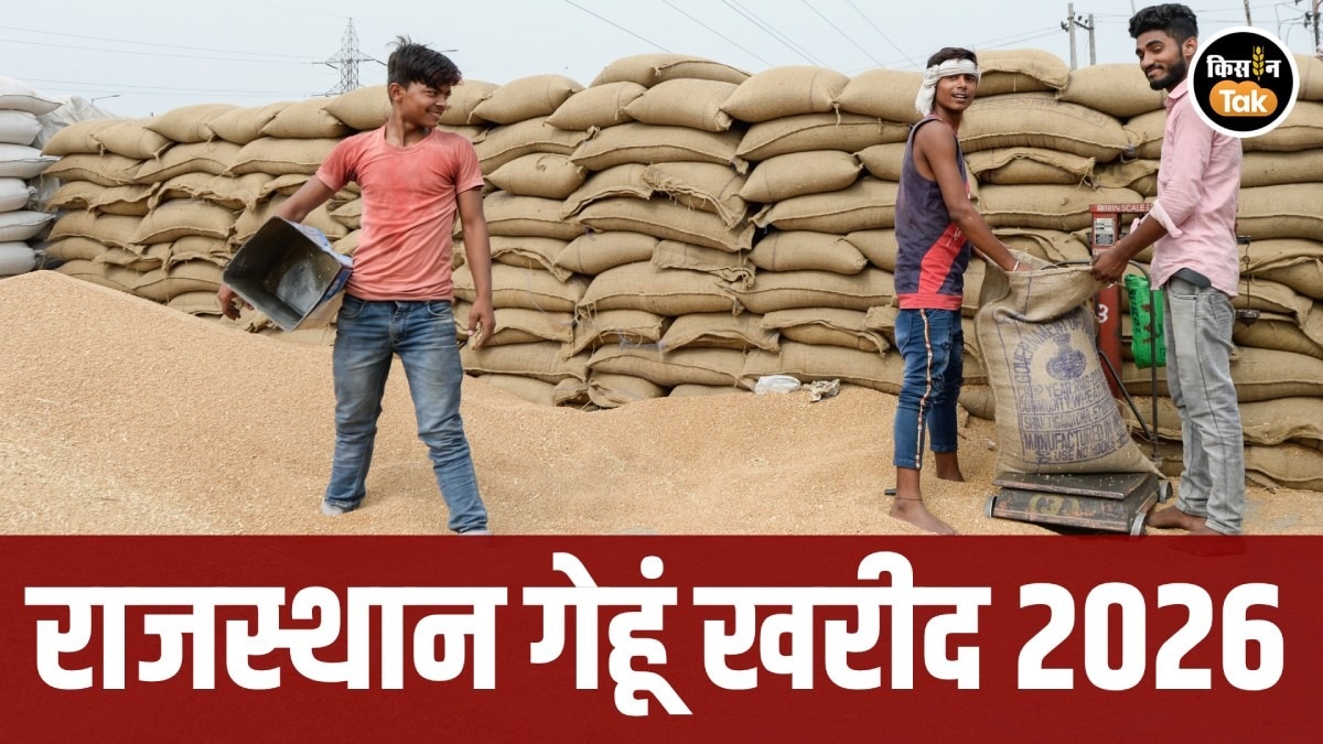 गेहूं खरीद की तारीख तय: 10 मार्च से 30 जून तक MSP पर खरीद, 1 फरवरी से रजिस्ट्रेशन