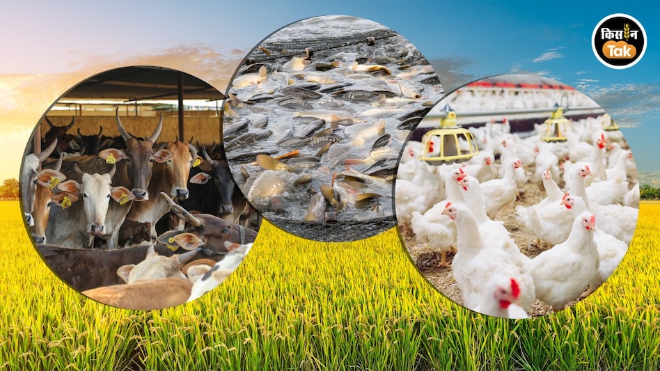 Economic Survey: कृषि क्षेत्र की धीमी चाल, डेयरी-पोल्ट्री और मछली पालन ने कैसे ली ऊंची उड़ान? Economic Survey: कृषि क्षेत्र की धीमी चाल, डेयरी-पोल्ट्री और मछली पालन ने कैसे ली ऊंची उड़ान?