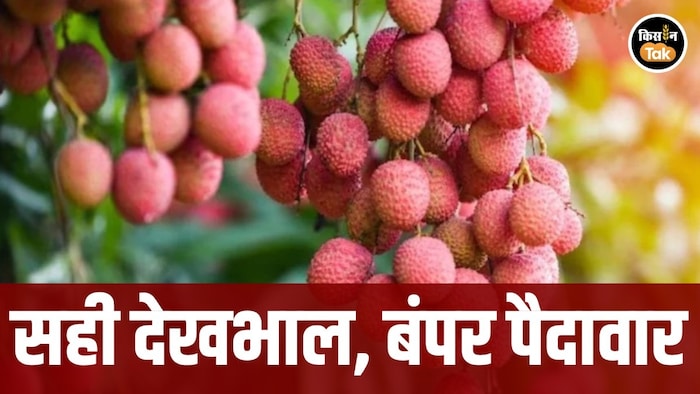litchi production