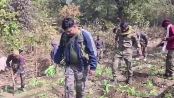 पोस्ते की फसल नष्ट