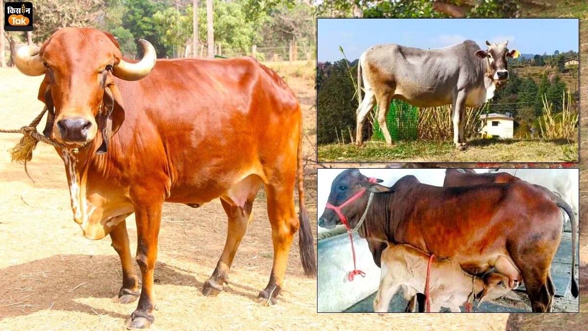 देसी नस्ल की गायों का करें पालन