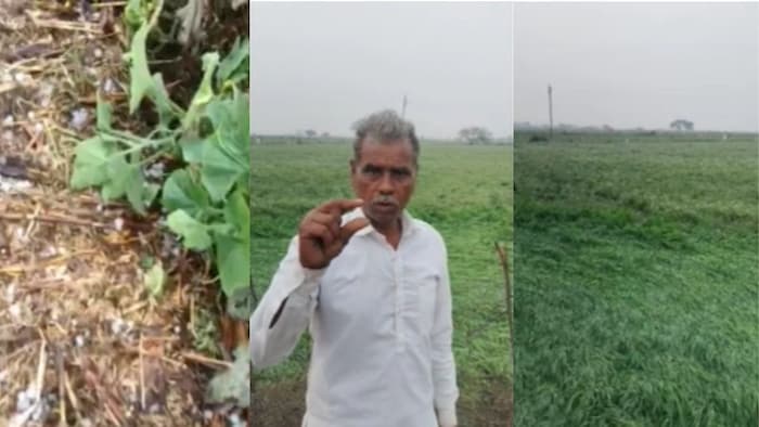 गेहूं-सरसों की फसलें तबाह