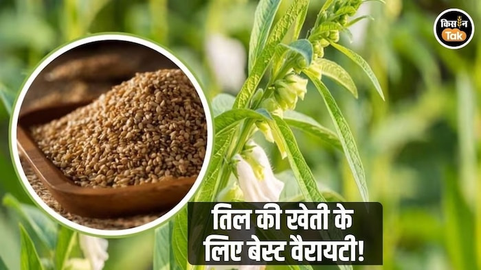 तिल की खेती