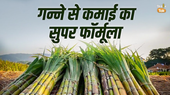 Sugarcane farming tip