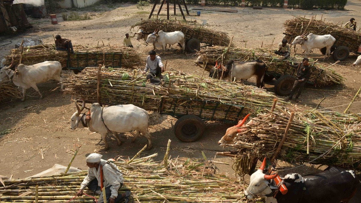 Farmers with their cane at the Natural Sugar Factory, Latur. Photo by Milind Shelte (Sugarcane story)
