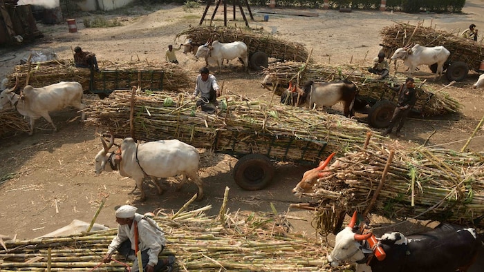 Farmers with their cane at the Natural Sugar Factory, Latur. Photo by Milind Shelte (Sugarcane story)
