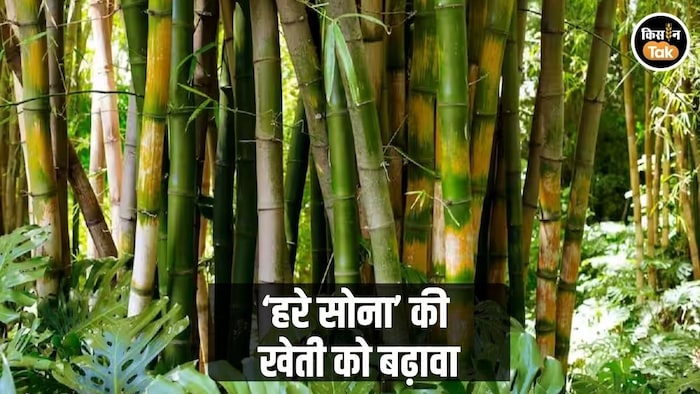 बांस की खेती