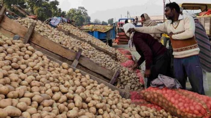 उत्तर प्रदेश के कई इलाकों में इन दिनों आलू की खुदाई का काम जोरों पर चल रहा है