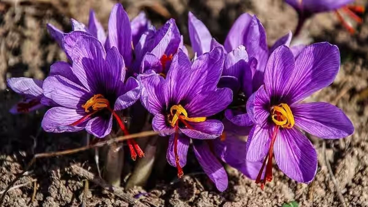 kesar farming pampore