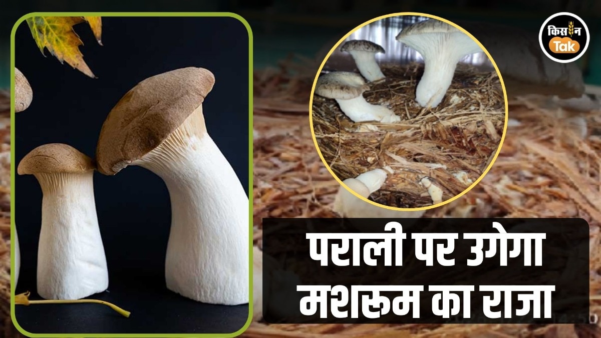 Successful cultivation of 'King Oyster Mushrooms'