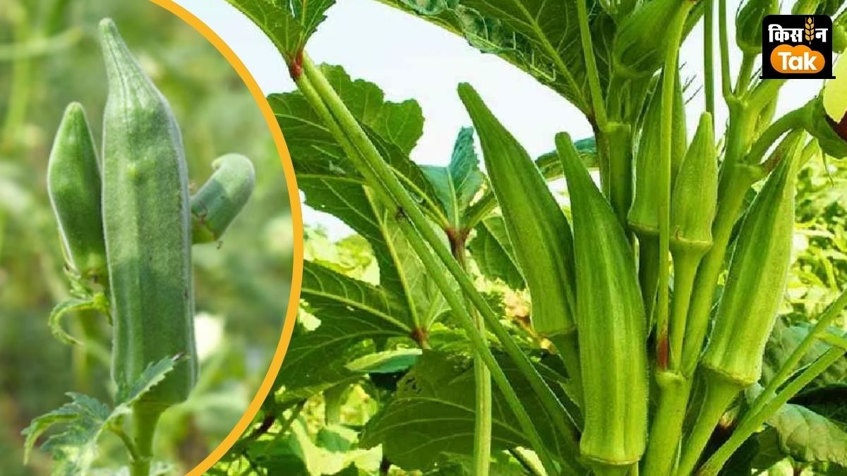 भिंडी की खेती की तैयारियों में जुटे किसानों को तत्काल बुवाई की सलाह दी गई है. 