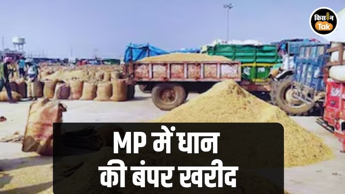 MP Paddy Procurement