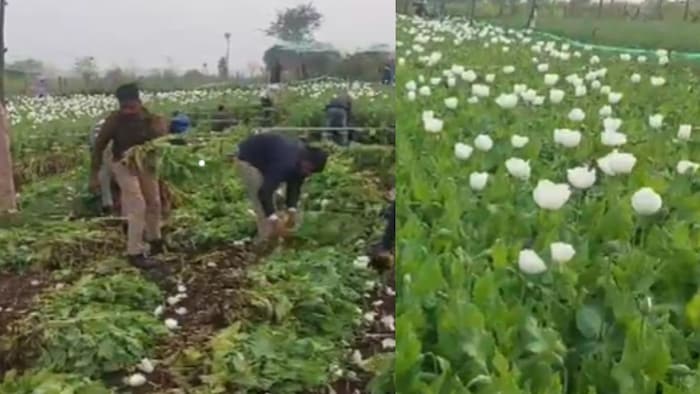 नशे के कारोबार का भंडाफोड़