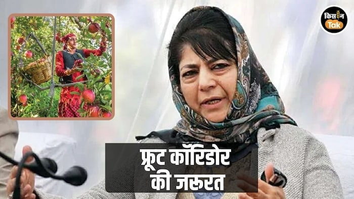 महबूबा मुफ्ती