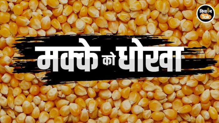 क्यों गिरा मक्के का दाम?