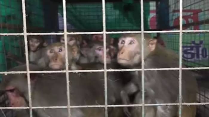बंदरों के आतंक पर प्रशासन की कार्रवाई