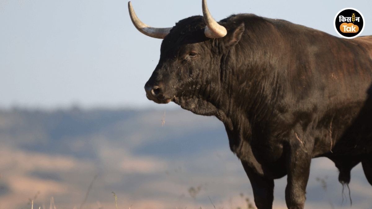 अब बैल नहीं, सिर्फ बछिया पैदा होंगी!