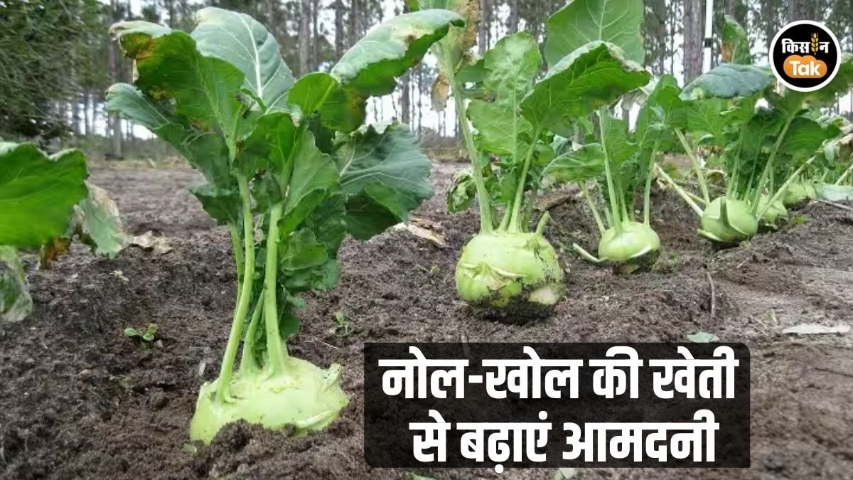 नोल-खोल की खेती