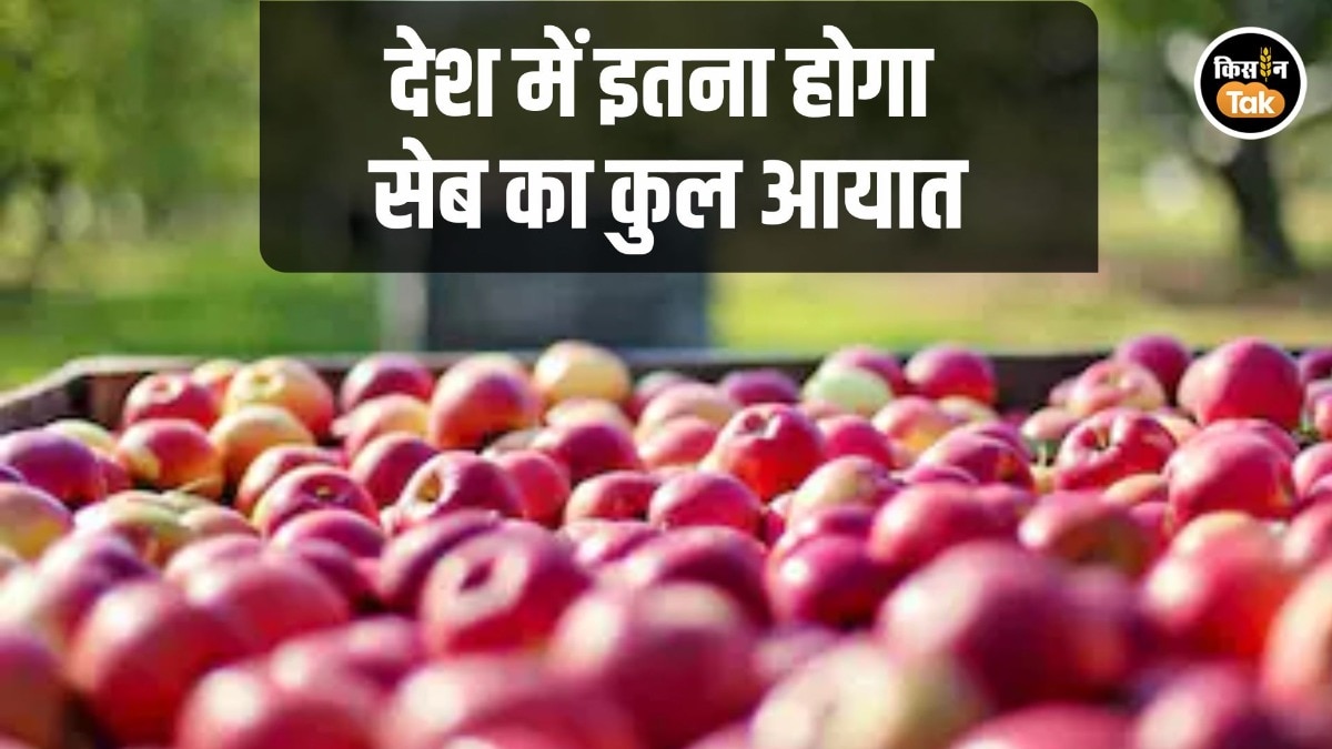 Apple Import: अमेरिका से सेब आयात पर कोटा लगाने की तैयारी! इन देशों से इंपोर्ट पर भी पड़ेगा असर