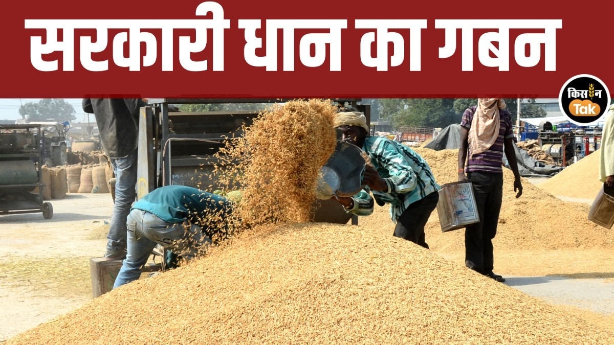 karnal paddy scam
