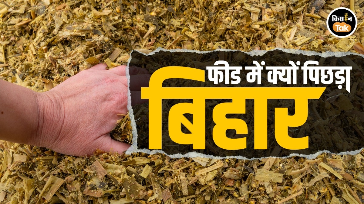 Bihar Maize Production