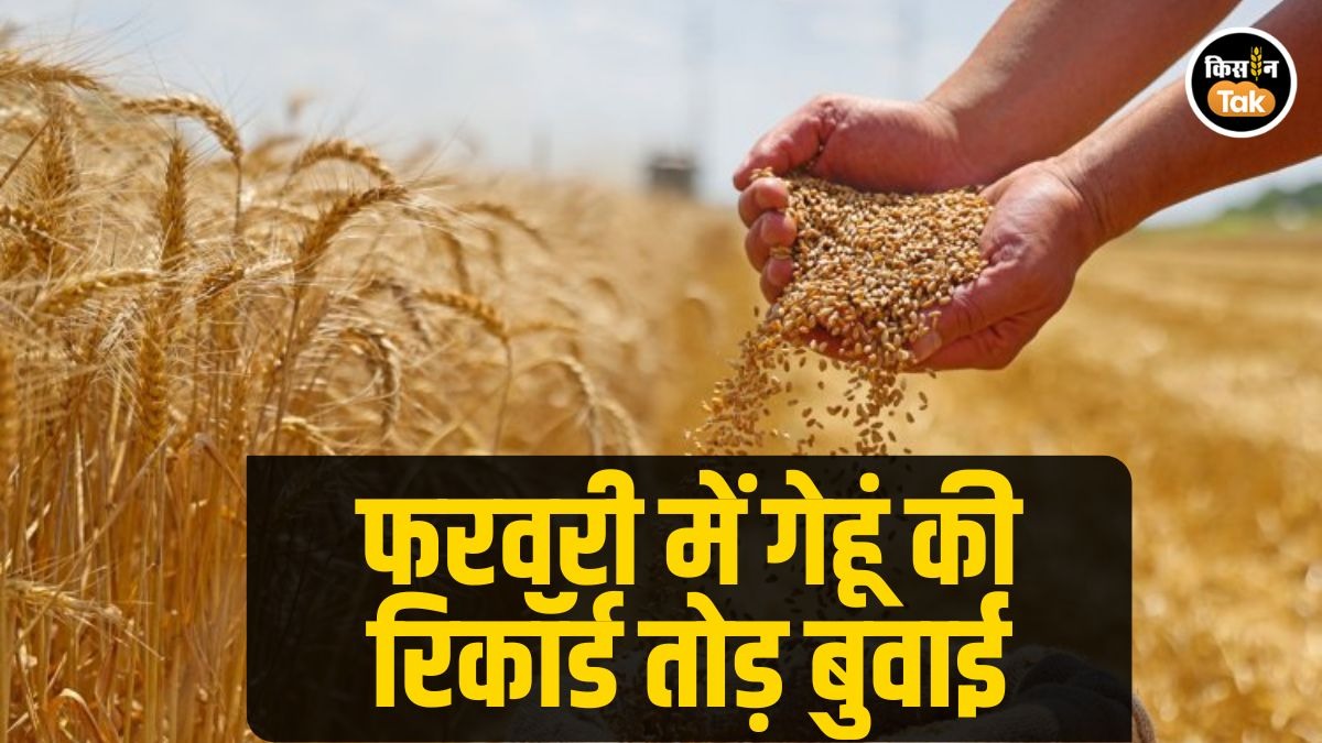 गेहूं की बंपर बुवाई