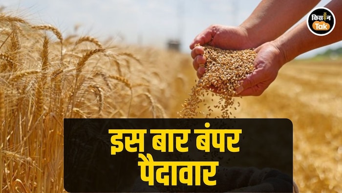 गेहूं की बंपर पैदावार