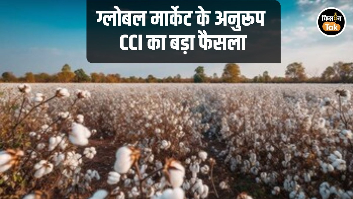 CCI Drops Cotton Price