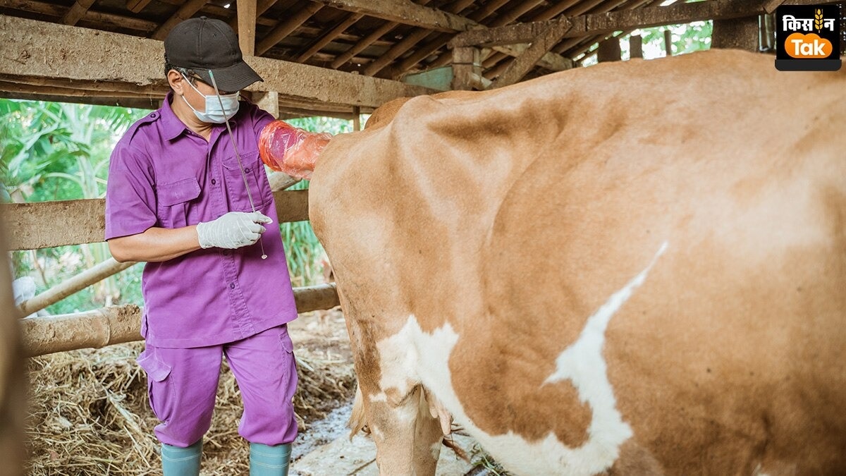 Artificial Insemination: बुल का सीमन लेने के लिए ऐसे काम करता है कलेक्शन सेंटर