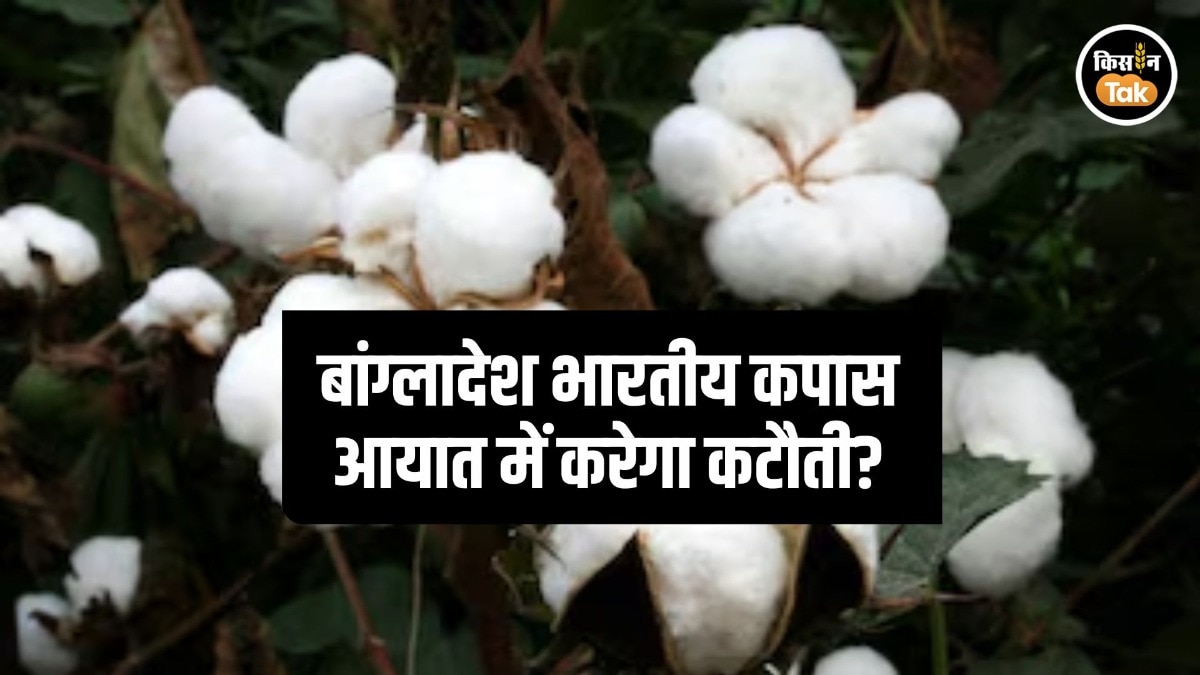 Cotton Export Bangladesh