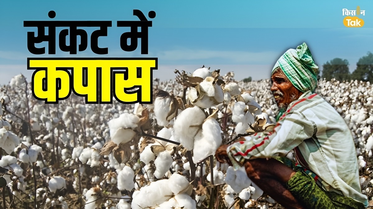 US–बांग्लादेश टेक्सटाइल डील से भारतीय कपास किसानों में चिंता, एक्सपर्ट बोले– दामों पर असर नहीं