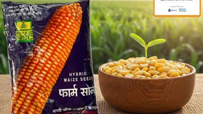 मक्के की खेती