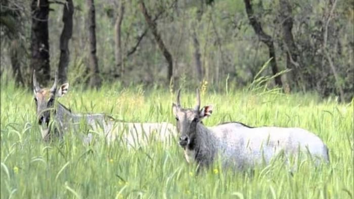 पशुओं को दूर भगाएंगे ये देसी उपाय