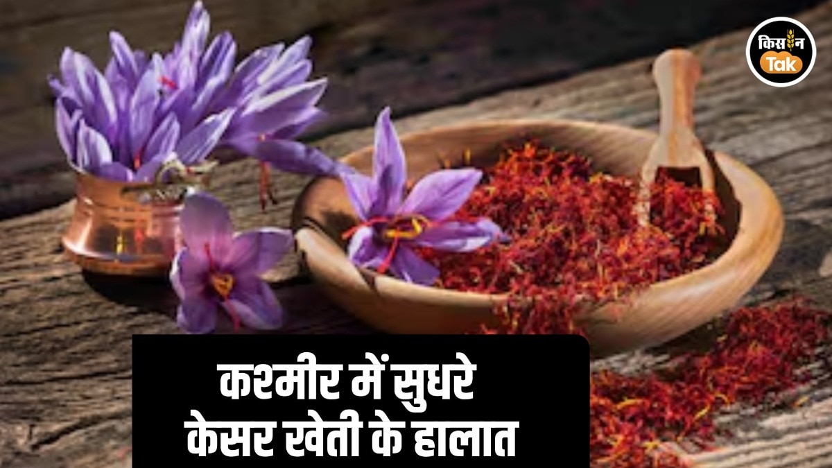 Kesar Utpadan Kashmir