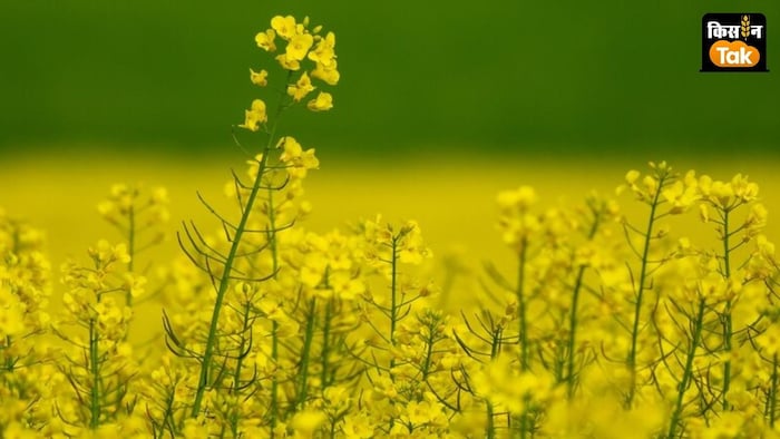 mustard Productivity