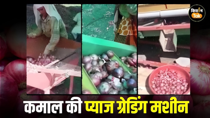 onion grading machine