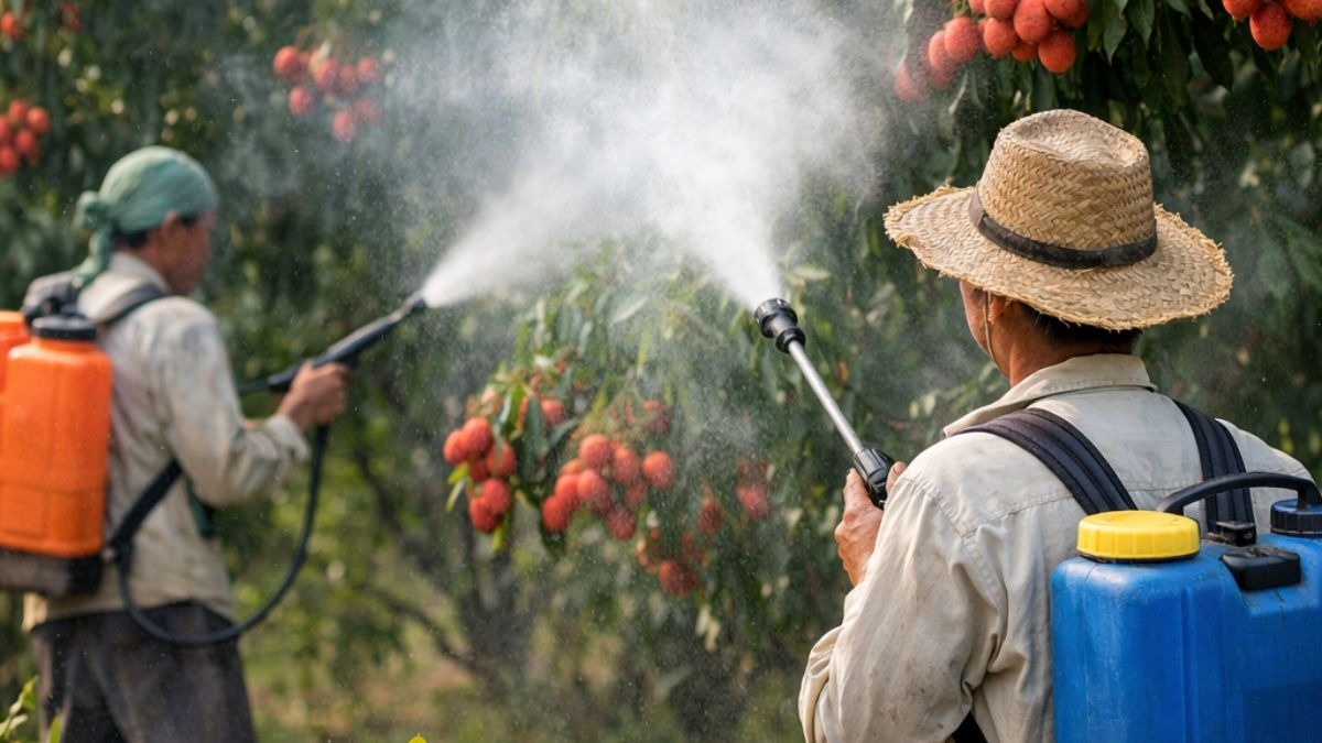 लीची किसानों का खर्च होगा कम
