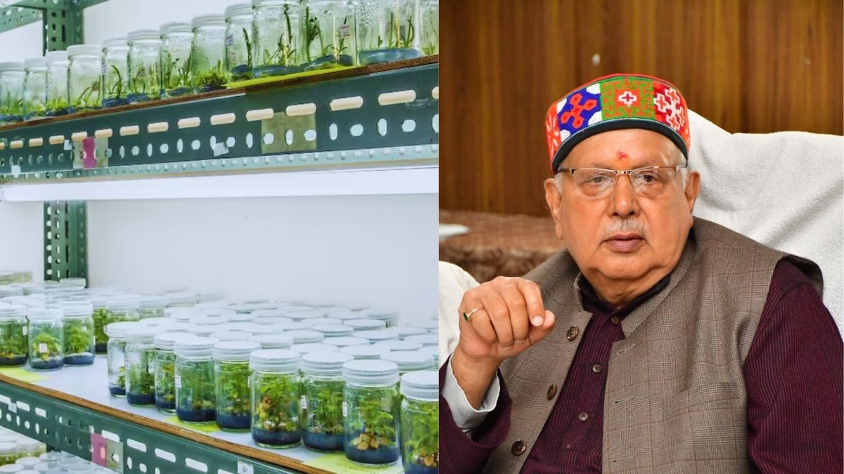 UP के इस जिले में बनेगी हाईटेक केले की टिशू कल्चर लैब, किसानों को मिलेंगे उन्नत पौधे