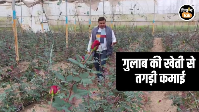 Saharanpur Rose Farmer success story