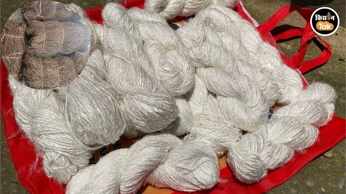 ले के तने से बदली किसानों ने अपनी किस्मत