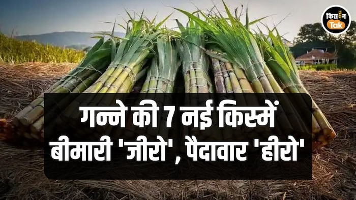 7 new sugarcane varieties