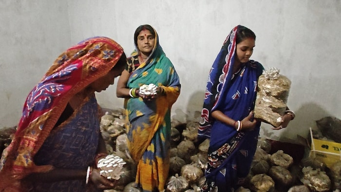 Jamshedpur mushroom training