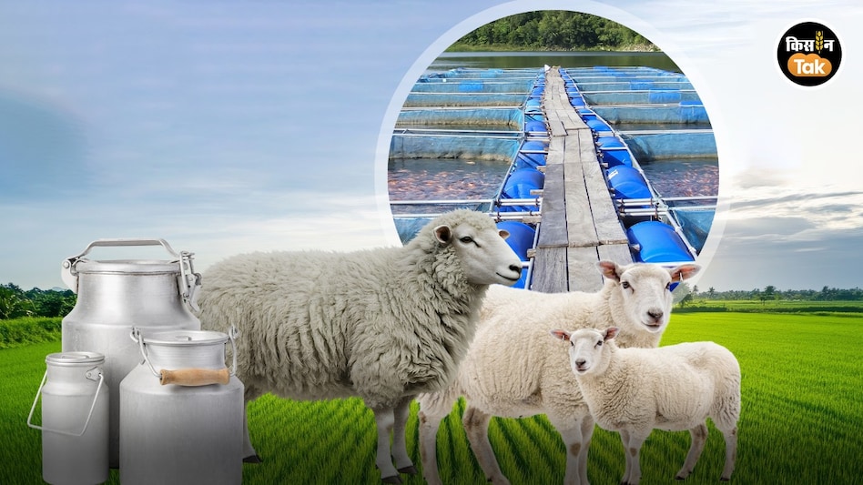 Milk-Fish Production: दूध उत्पादन, मछली और भेड़ पालन में कश्मीर लिख रहा है नई कहानी Milk-Fish Production: दूध उत्पादन, मछली और भेड़ पालन में कश्मीर लिख रहा है नई कहानी